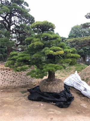 油松的盆景是如何栽培管理技術(shù)？